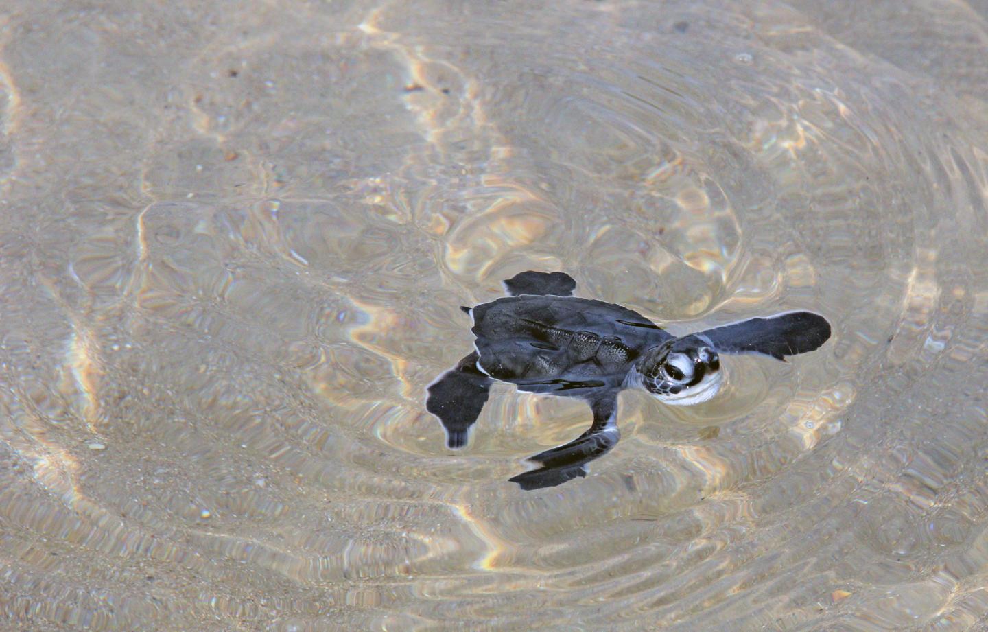 Green Turtle Hatchling (2 of 2)