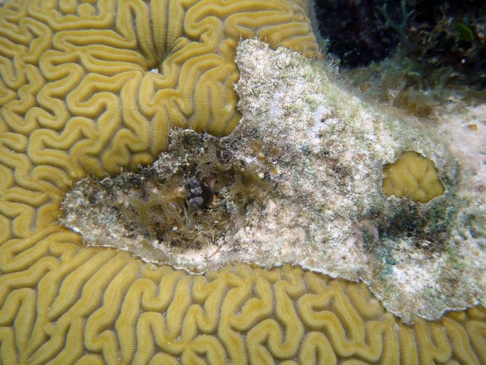 Margarita snail in brain coral