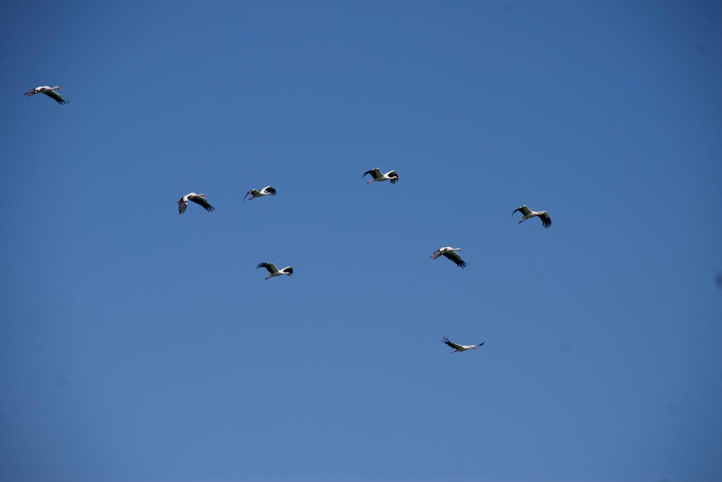 Birds at the Head of a Flock Are the More Efficient, Tactical Fliers (1 of 1)