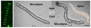 MicroSpine