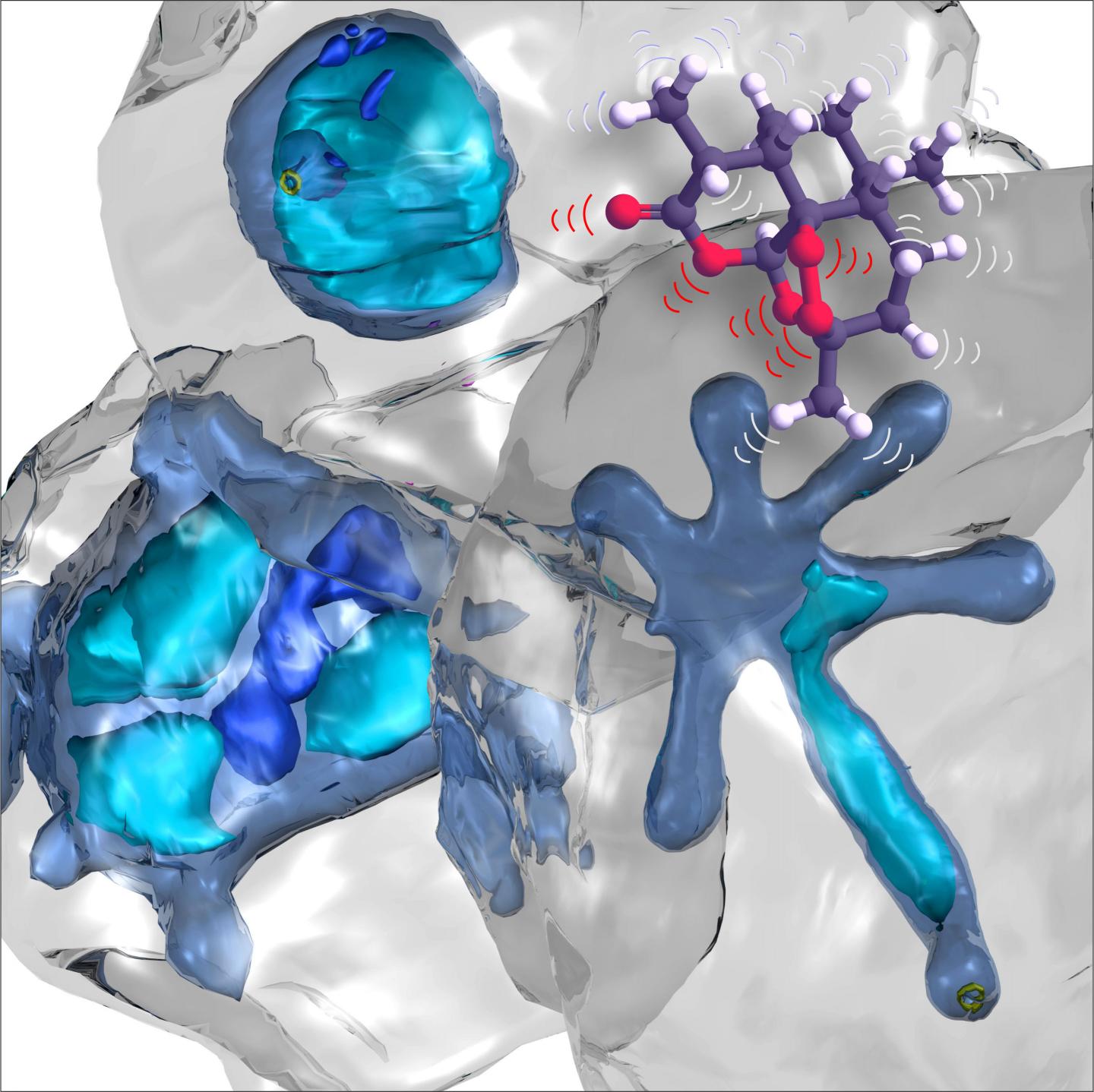 Electron Microscope Image of Malaria Parasite