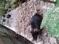 Mice Explore Outdoor Enclosure