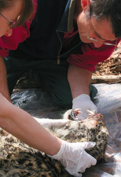 Examination of Dead Female Amur Leopard