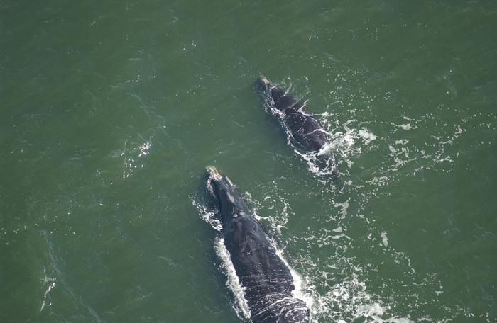 Female North Atlantic right whale and calf