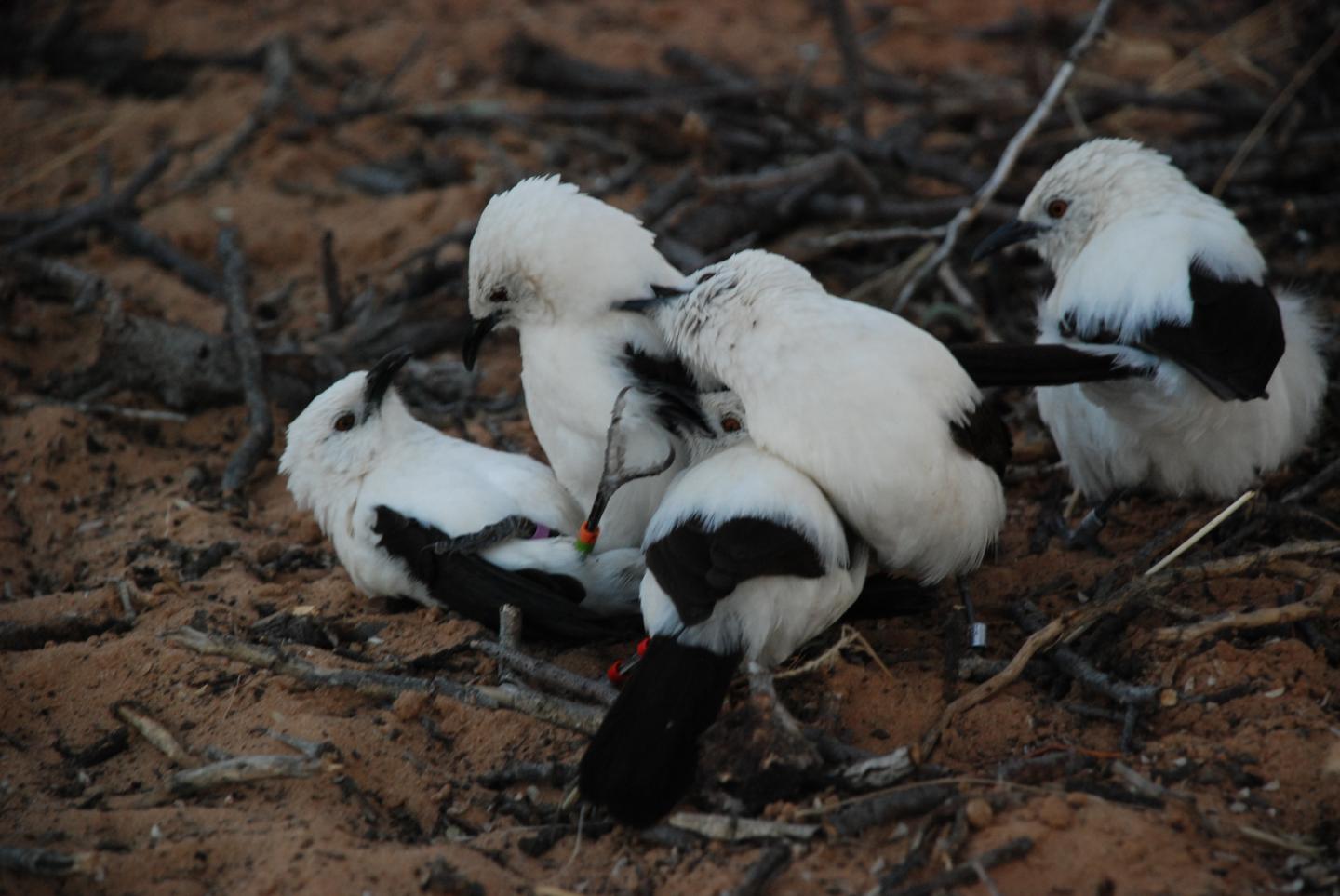 A Group of Southern Pied Babblers Playing Together, Kalahari Desert, South Africa