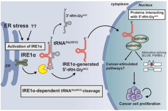 Inositol-requiring enzyme 1α (IRE1α) cleavage of tRNAGly(GCC) and 5’-tRH production in response to endoplasmic reticulum (ER) stress