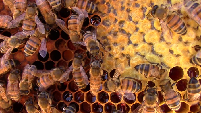 Honeybees grooming and feeding