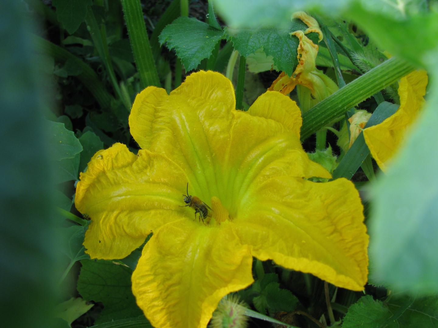 Organic Mulch Lets Insect Pollinators do Their Job