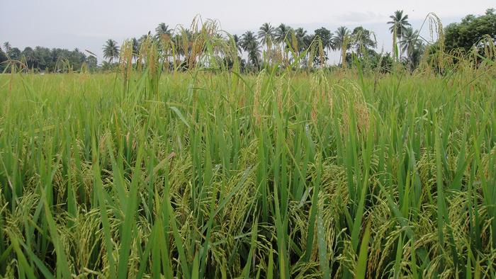Weedy rice in Malaysia