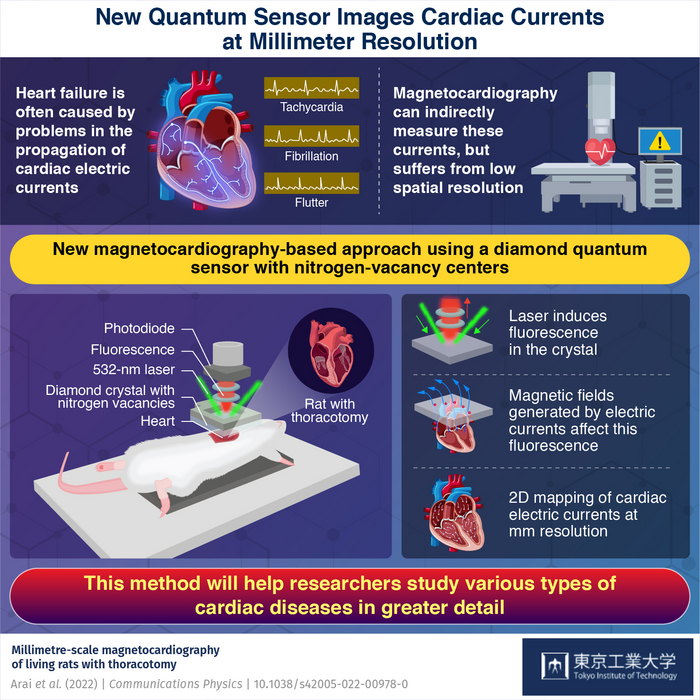 New Quantum Sensor Images Cardiac Currents at Millimeter Resolution