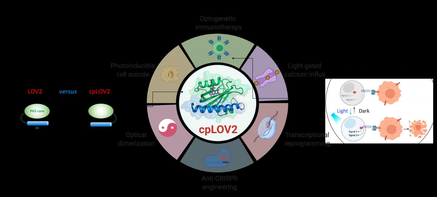 Modular Photoswitch cpLOV2 Developed for Optogenetic Engineering