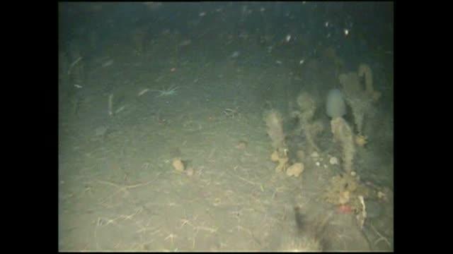 Video: Antarctic Octopod <I>Pareledone</I> sp.