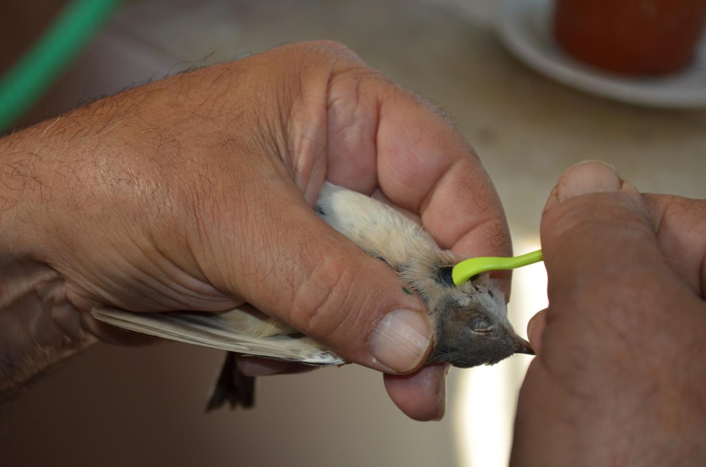 Common Whitethroat with Tick