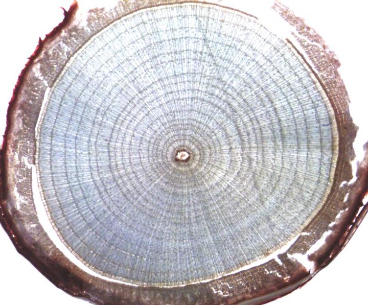 Growth Rings in Tundra Willow Shrub