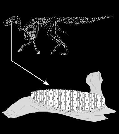 Some Dinos' Teeth Rivaled Mammals' for Plant-Chewing (3 of 5)