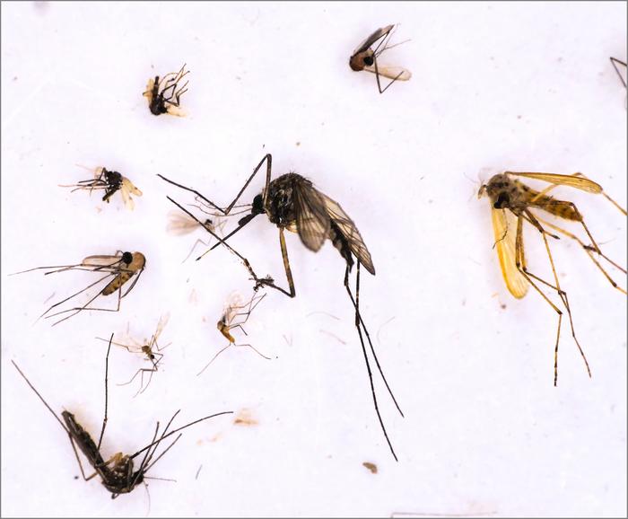 Mosquitoes that the researchers caught, identified, and tested for viruses. © Charité | Georg Eibner