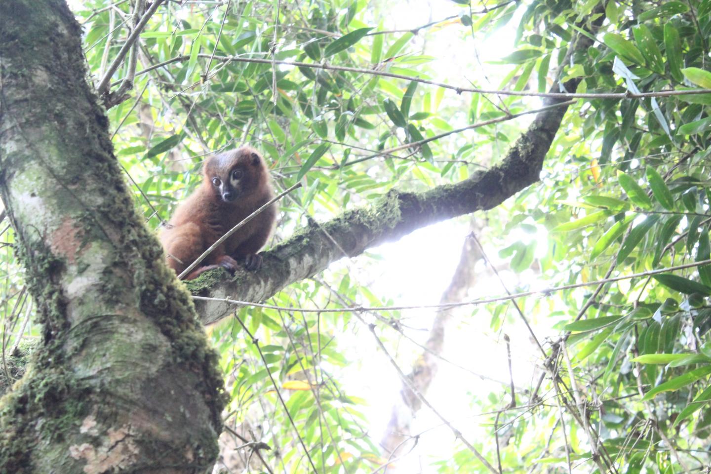 Red-bellied Lemur