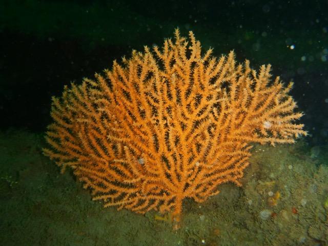 Soft Coral (1 of 2)
