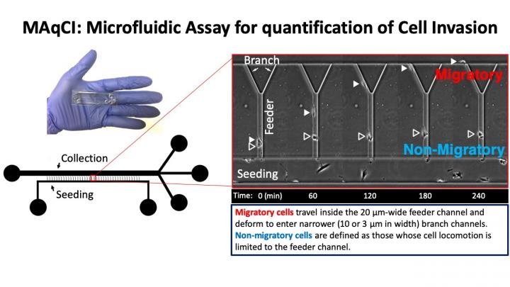 Migratory and Non-Migratory