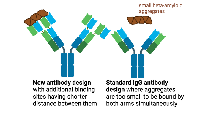 New antibody design, and  Standard lgG antibody design