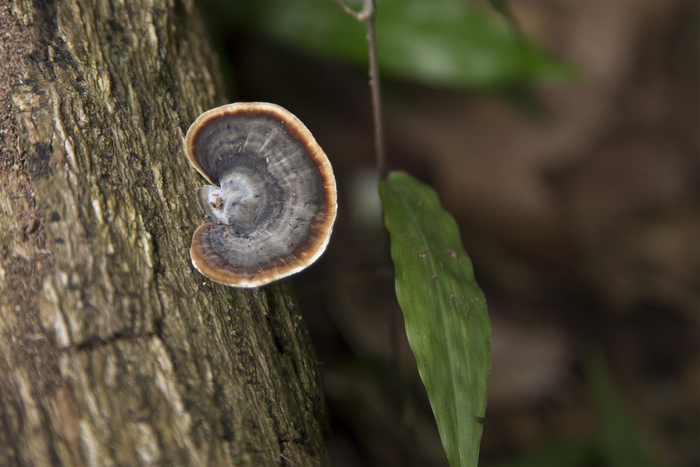 Fungus in Waimea Valley