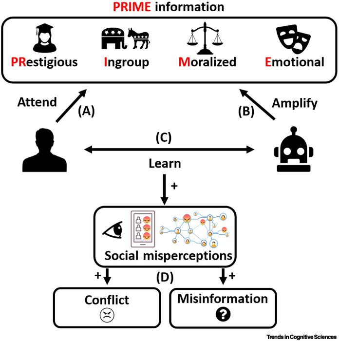 Diagram of how algorithms can lead to social misperceptions CREDIT Trends in Cognitive Science Brady et al.