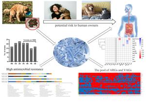 Characteristics of MDR E. coli strains isolated from Pet Dogs with clinic diarrhea: A pool of antibiotic resistance genes and virulence-associated genes