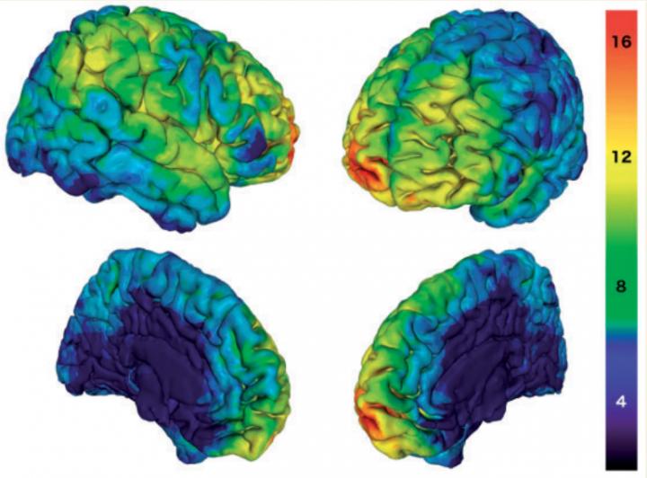 Brain Lesion Profile