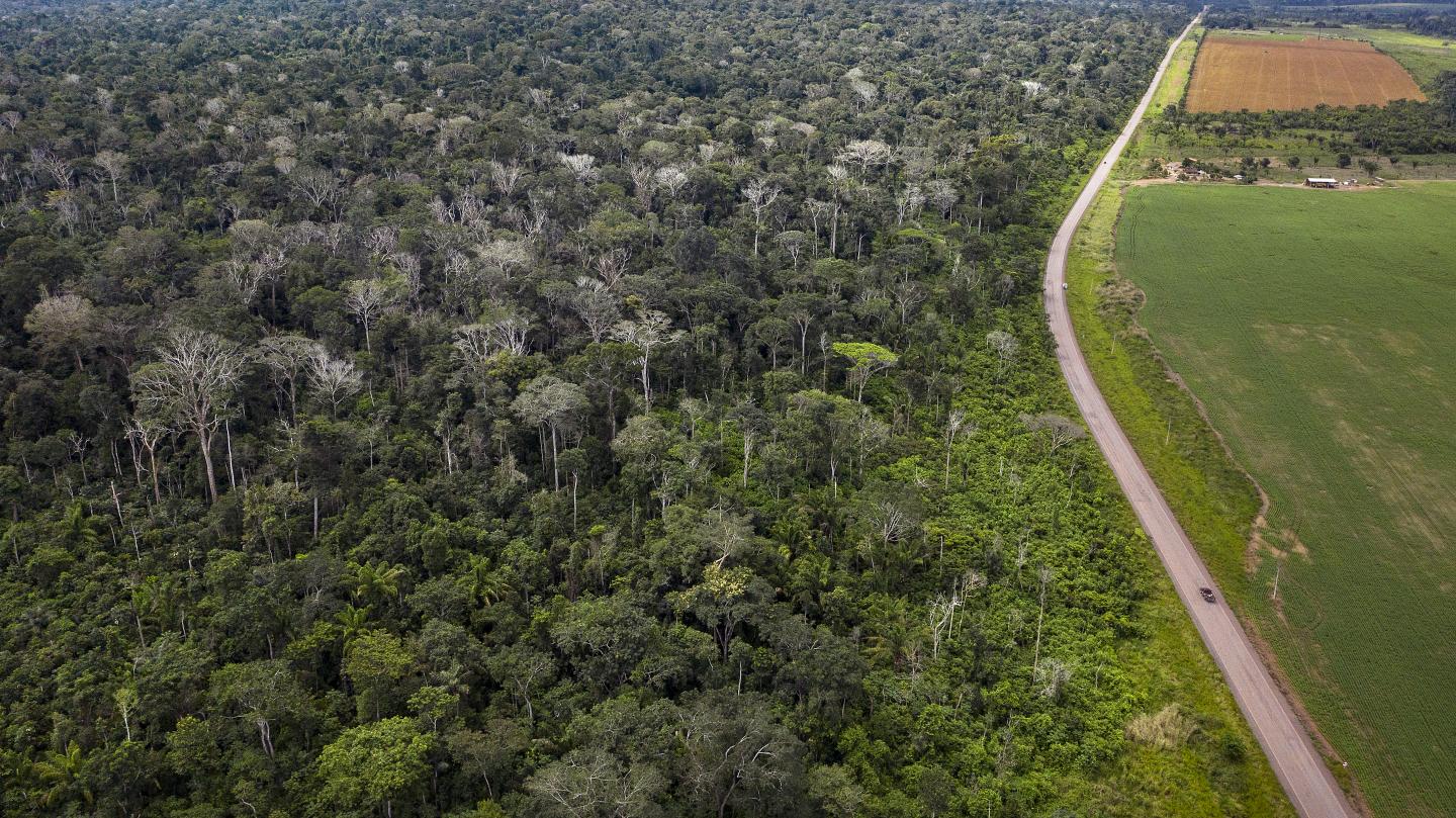 Drone image of burned forest