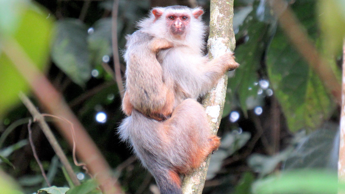 Schneider's marmoset