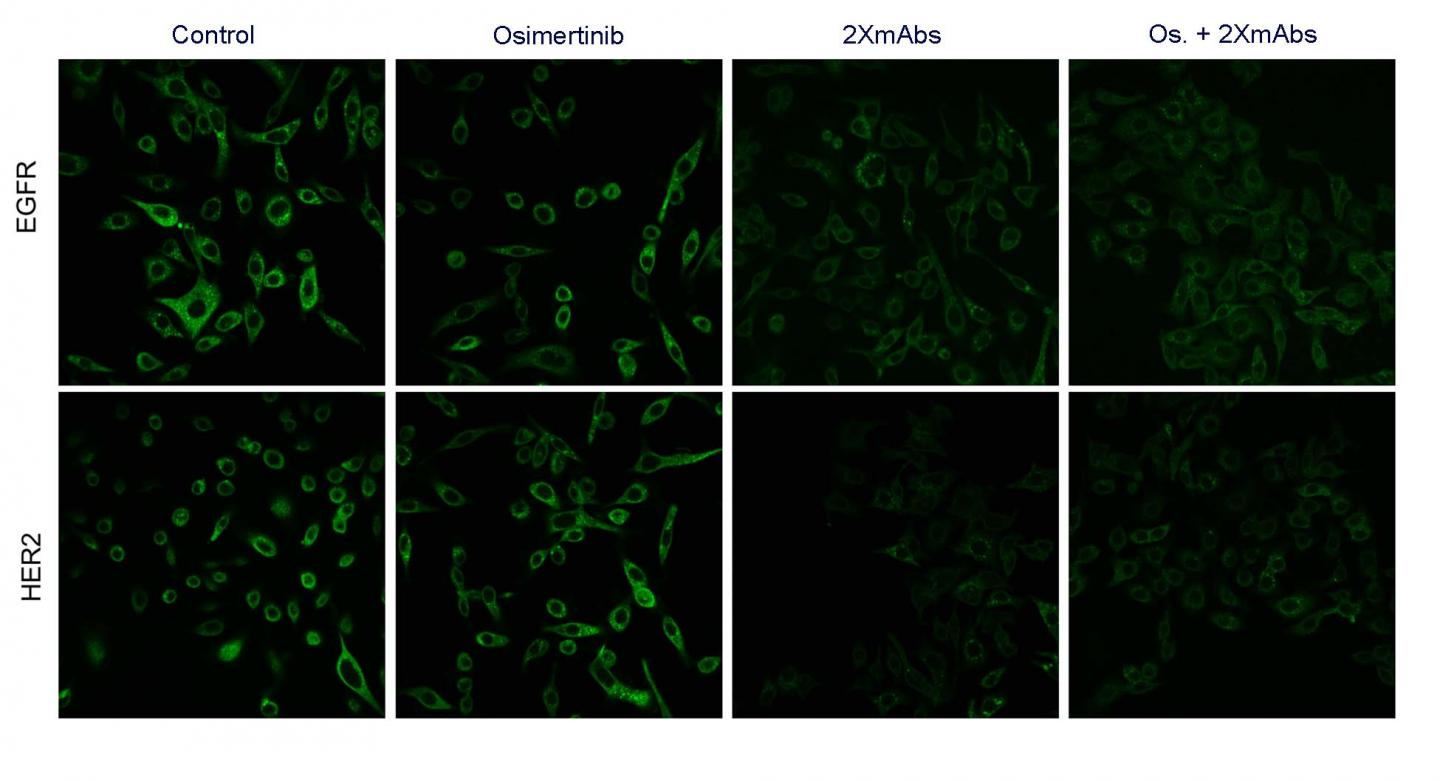 Response to Treatment in Cancer Cells