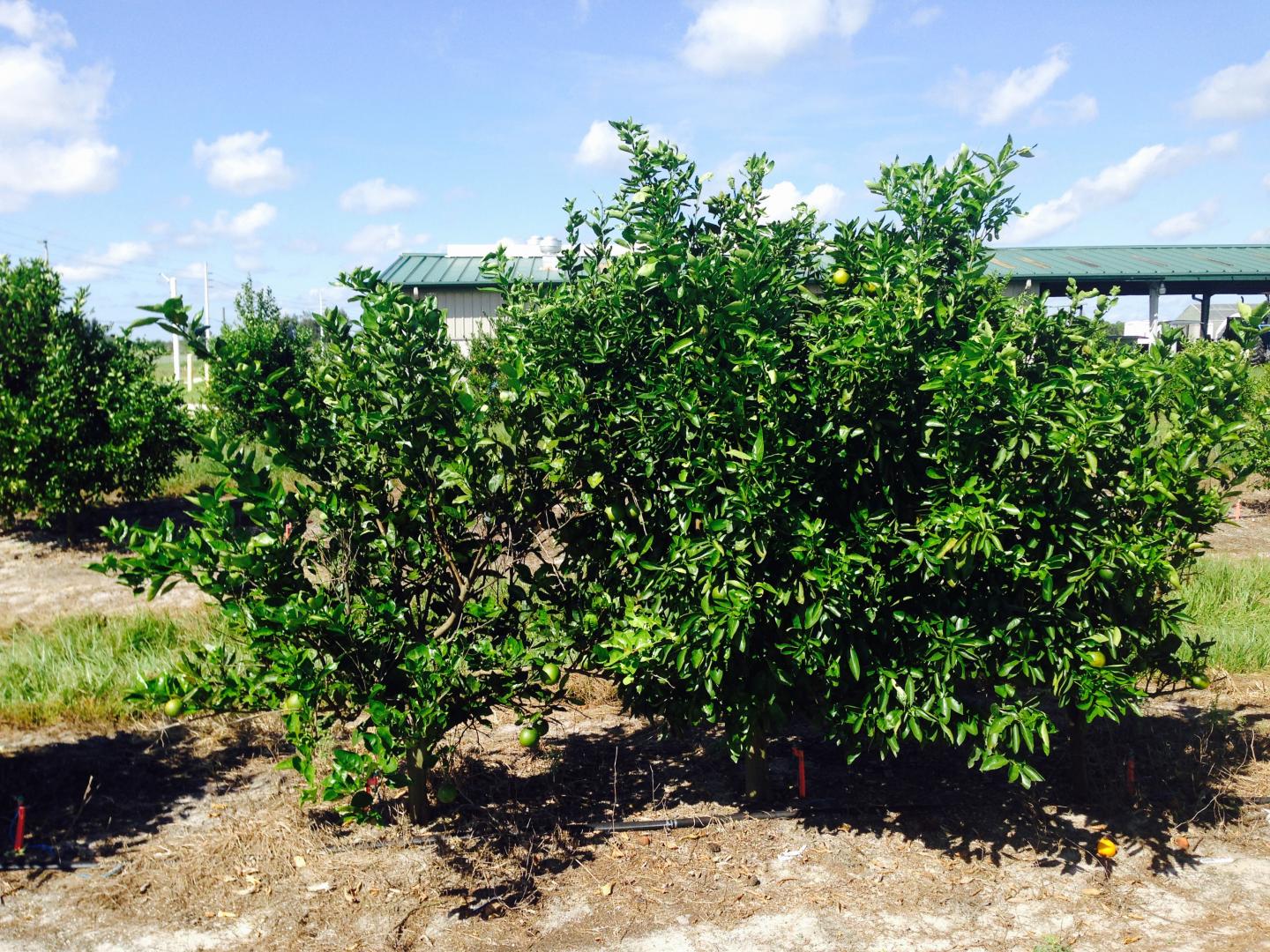 Citrus Scion/Rootstock Combinations Show Tolerance to Huanglongbing
