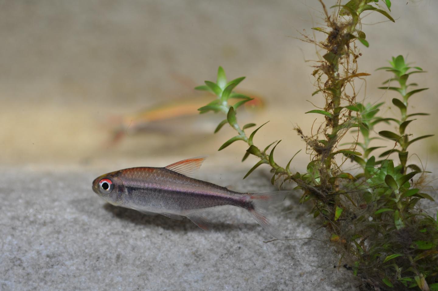 Hyphessobrycon agulha