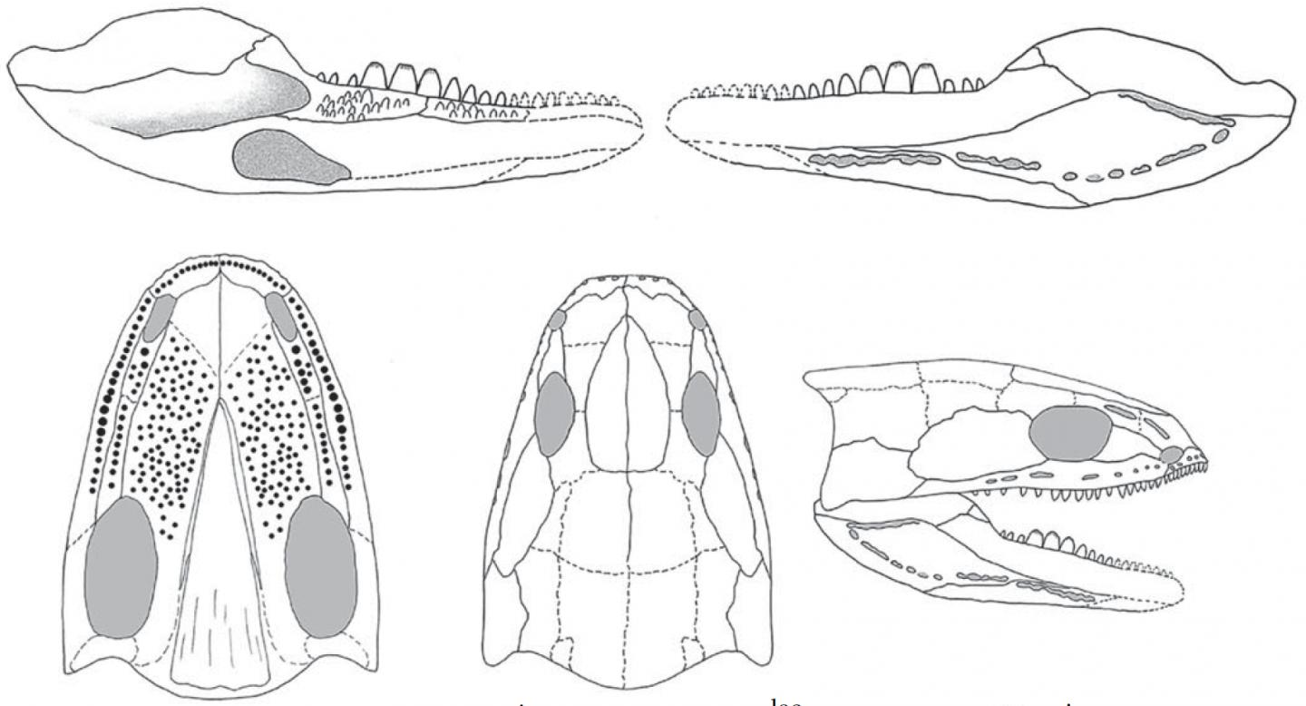 <em>Acherontiscus</em> Reconstruction