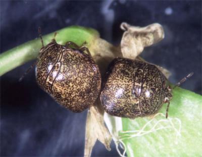 Plataspid Stinkbug <i>Megacopta punctatissima</i>