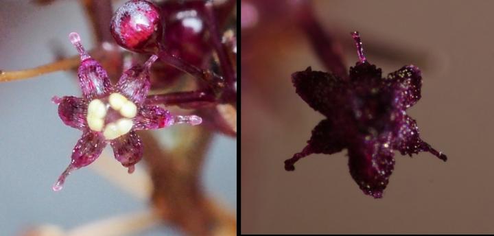 New Non-Photosynthesizing Plant Species Discovered on Ishigaki Island, Japan (2)