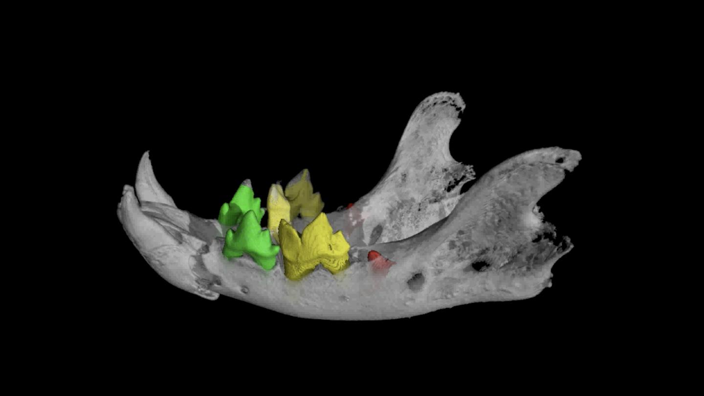 Inside the cat mummy - hi-res scans of teeth reveal its age at death