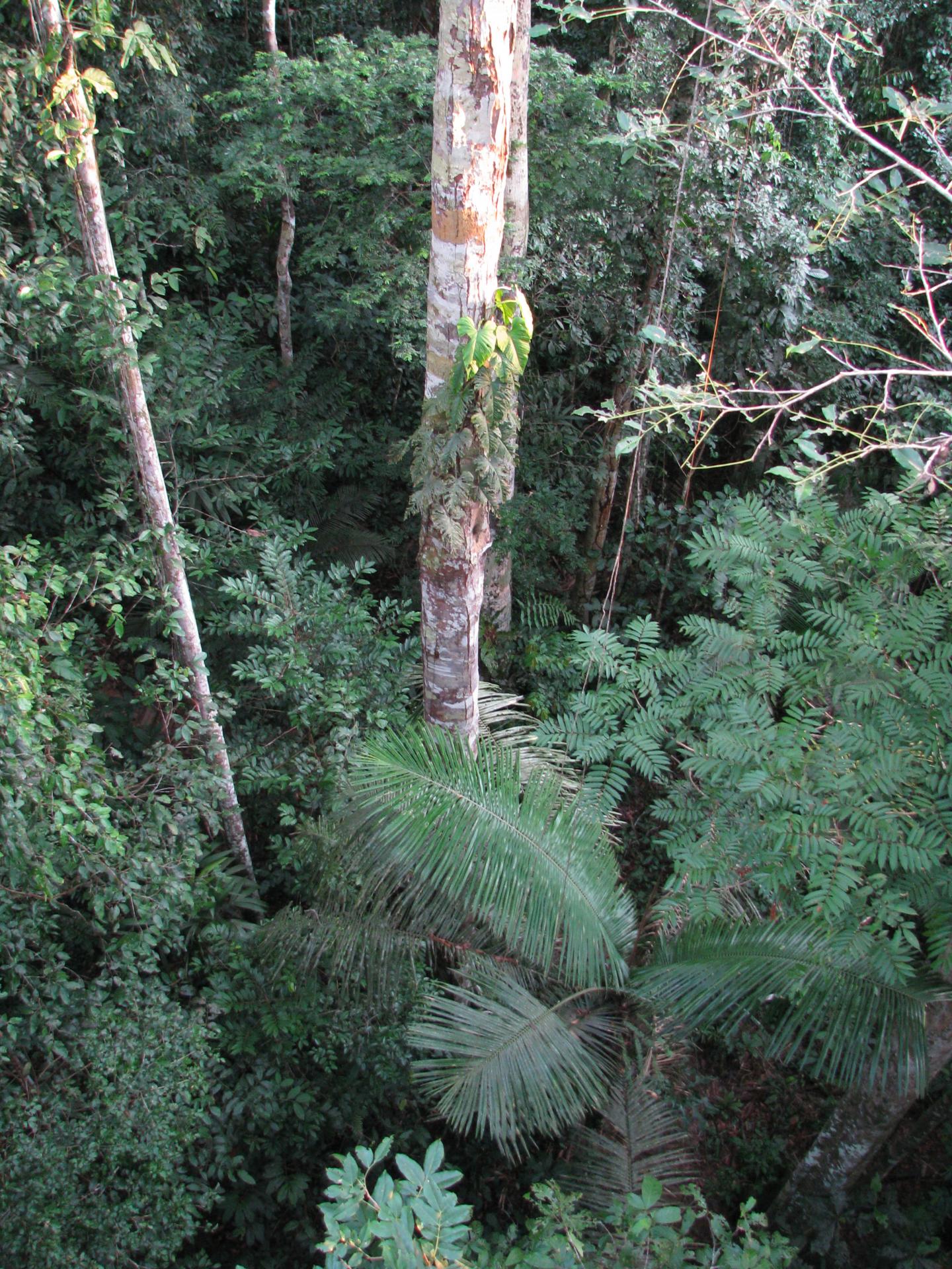 View of wet tropical rainforest in northern Peru from canopy tower