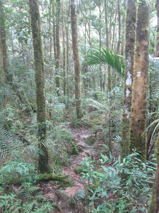 Vegetation at Mt Dako