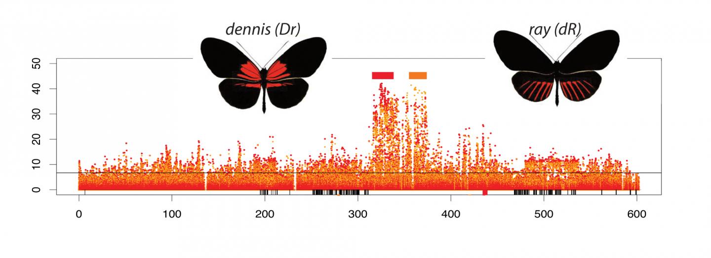 Genetic Switches for Dennis and Ray Wing Patterns