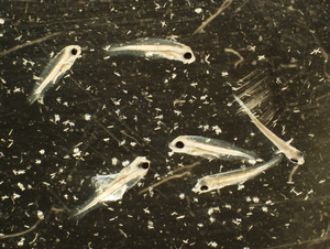 Low Salinity Study on Florida Pompano Larvae