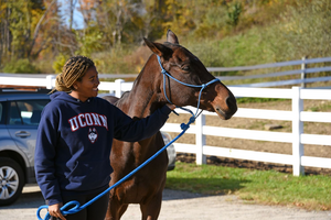 UConn Horse