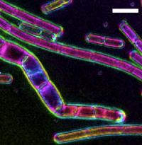     Lc-Polscope Image of Cell Wall Sacculi Purified from <em>Bacillus Subtilis</em>