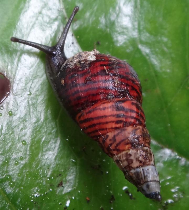 Amastrid Land Snail Species on O'ahu