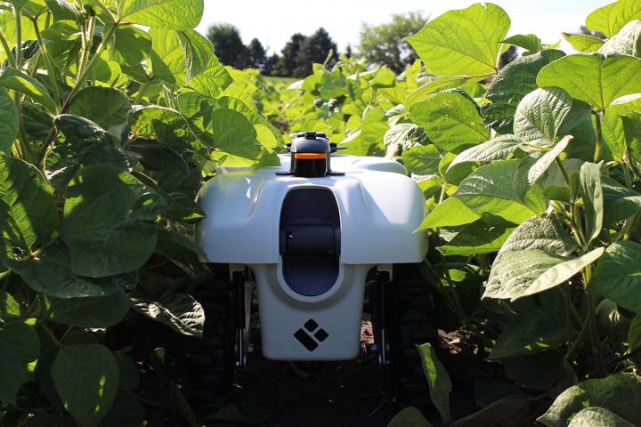 Robots tending crops