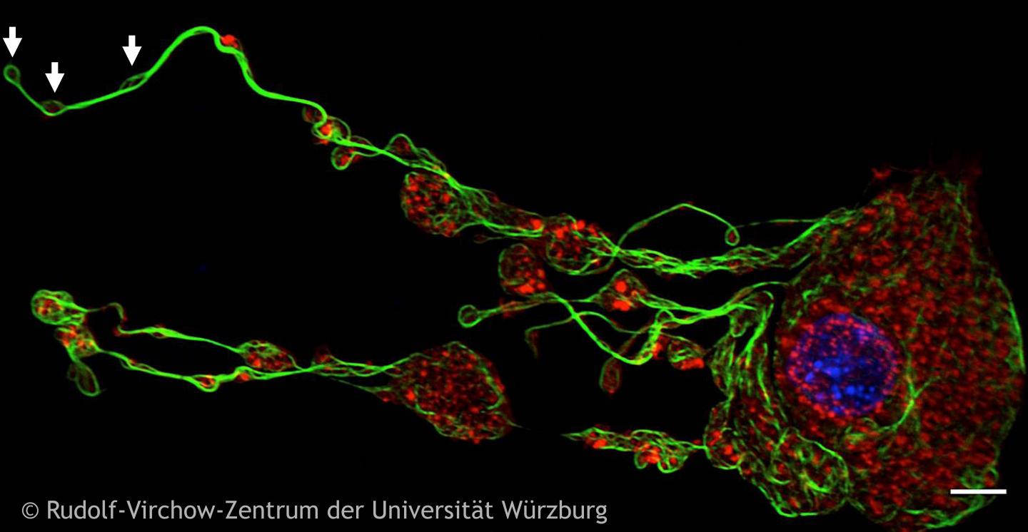 Emerging Platelets