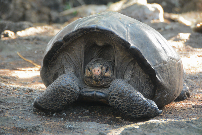 Fernanda, the only known "fantastic giant tortoise"