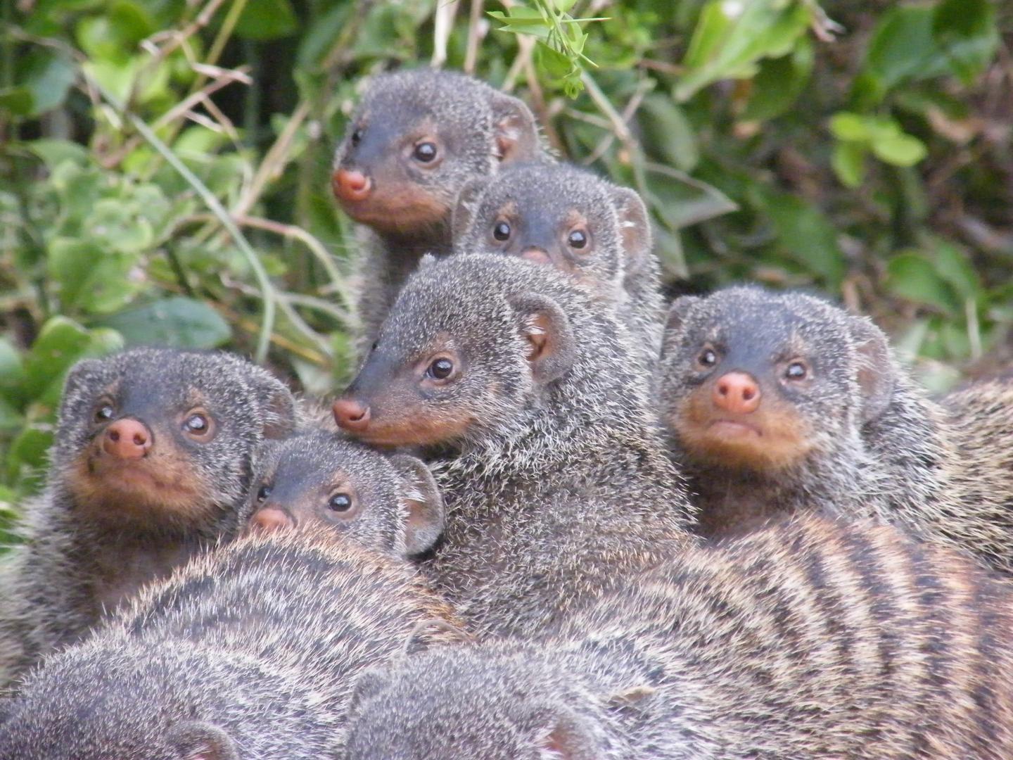 Banded Mongooses in Uganda (3 of 3)