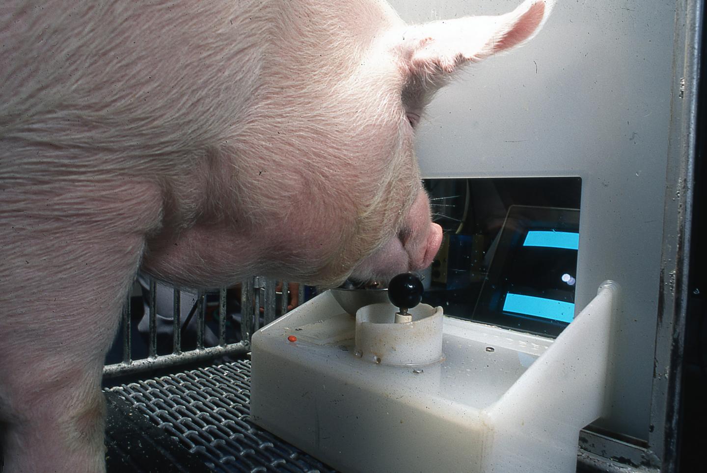 Pigs show potential for 'remarkable' level of | EurekAlert!