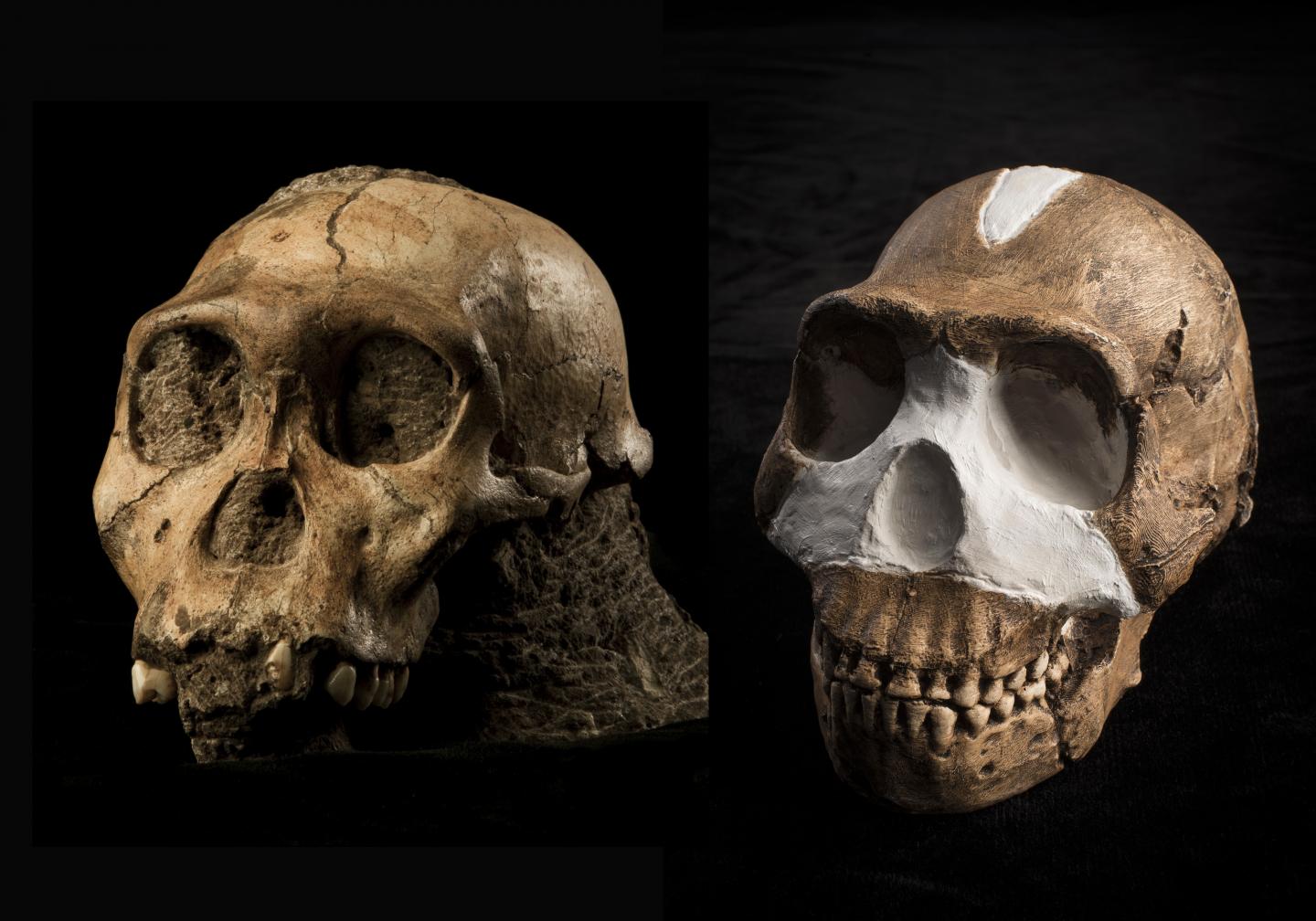 Skulls of <em>Australopithecus Sediba</em> (left) and <em>Homo Naledi</em> (right)